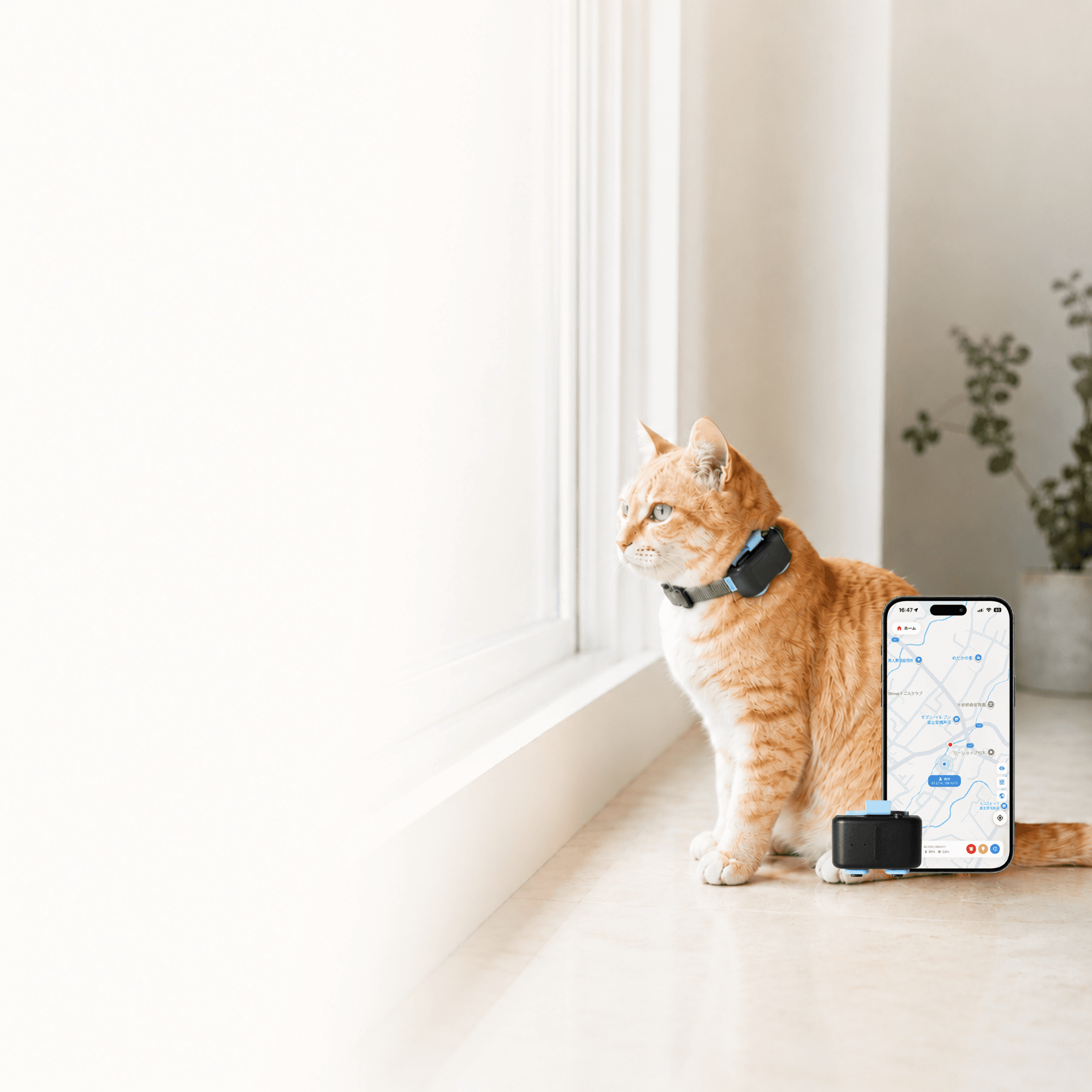 GPSデバイスを装着した猫とスマホアプリ