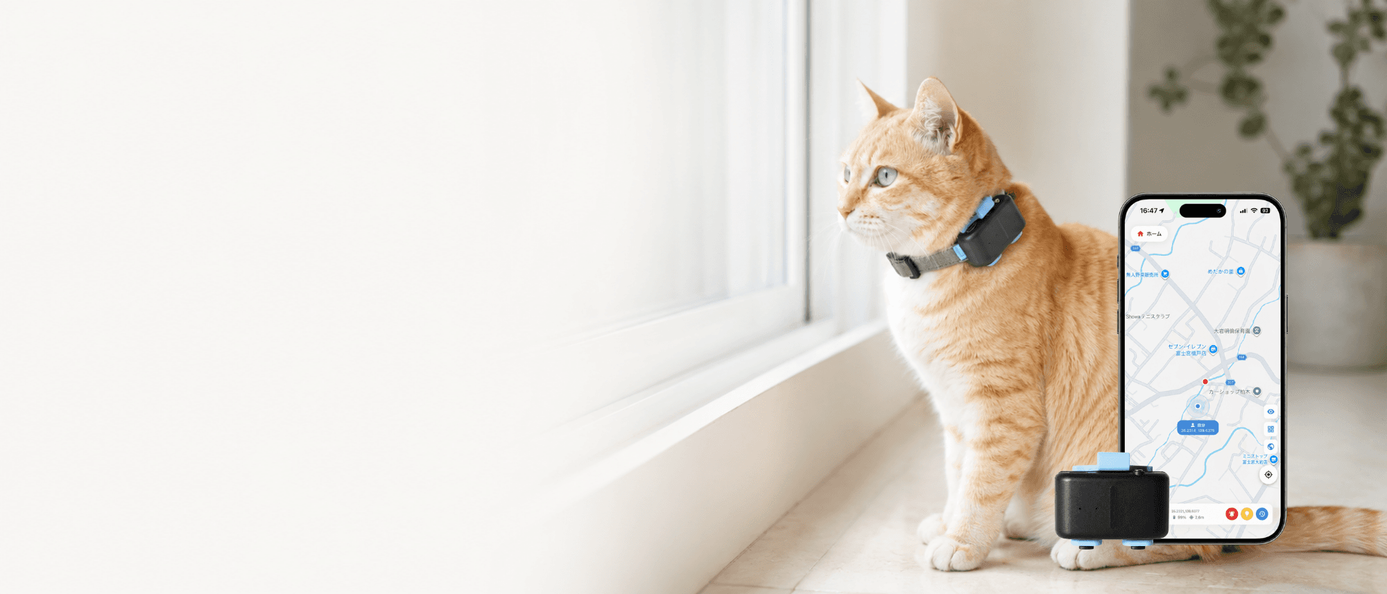 GPSデバイスを装着した猫