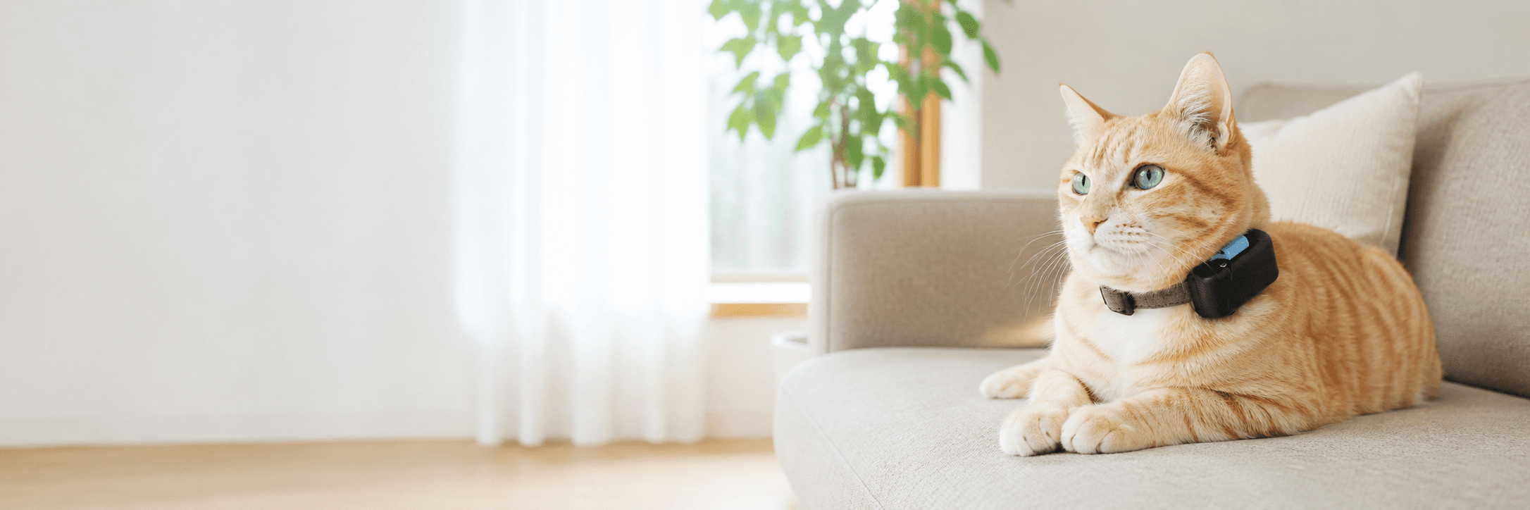 室内で猫がGPSデバイスをつけて過ごしている