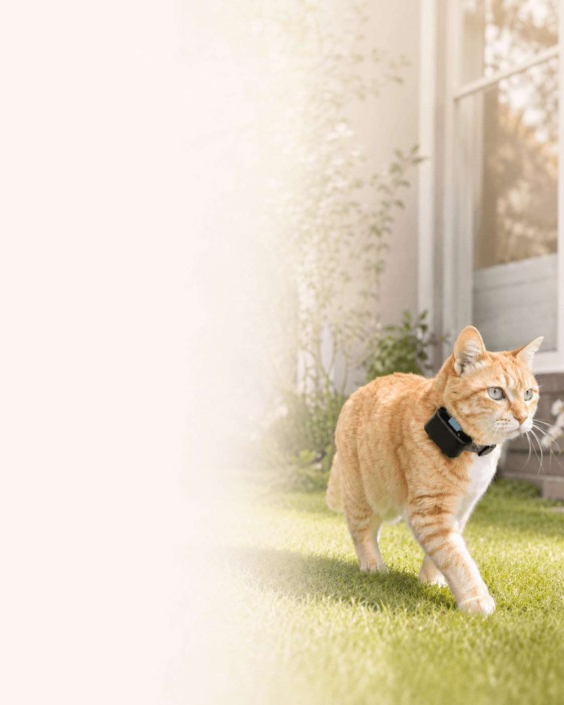 GPSデバイスを装着した猫とスマホアプリ