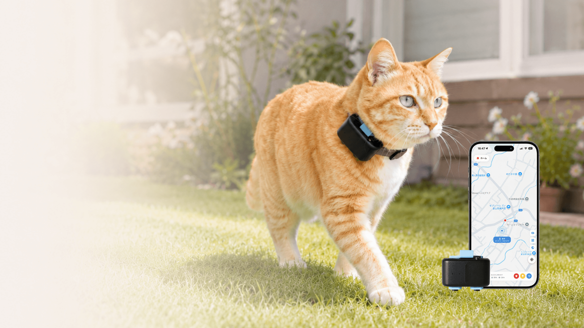 GPSデバイスを装着した猫