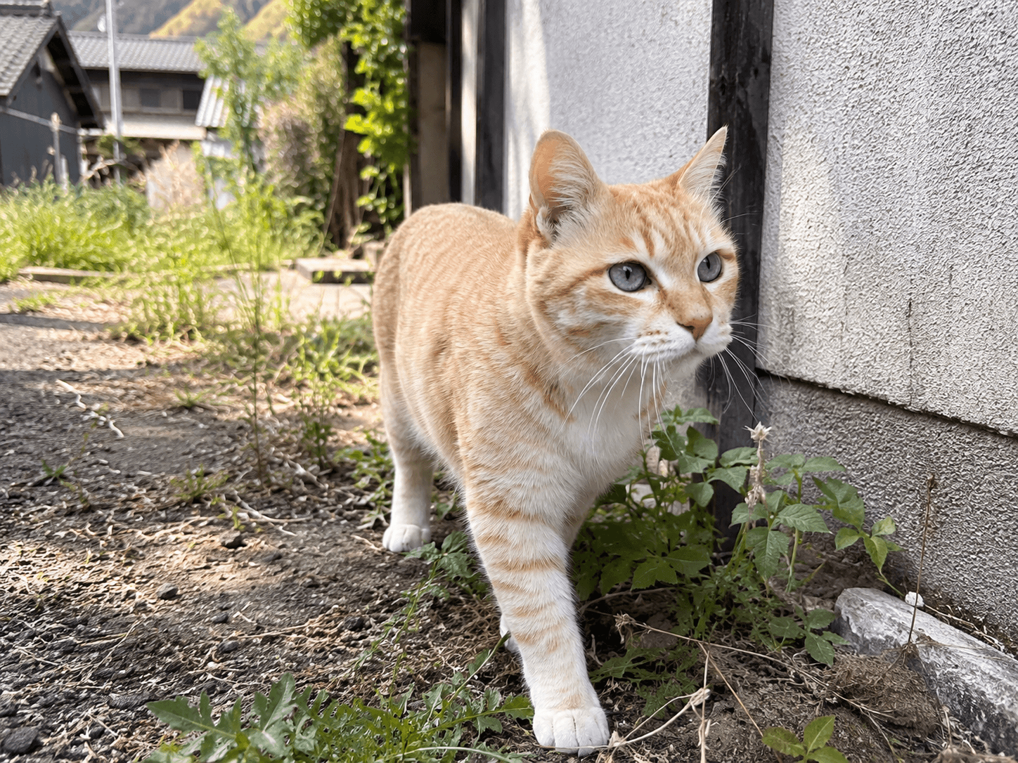 庭を歩く猫のイメージ